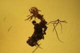 Fossil Cicada Larva, Ant & Flies In Amber #120662-3